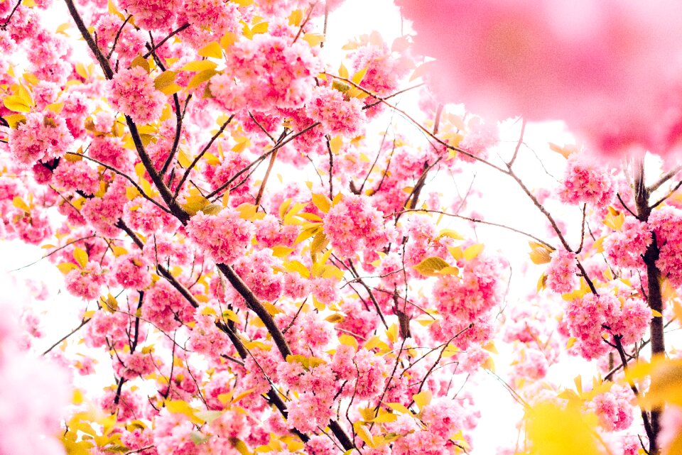 Bossom blooming blossoming