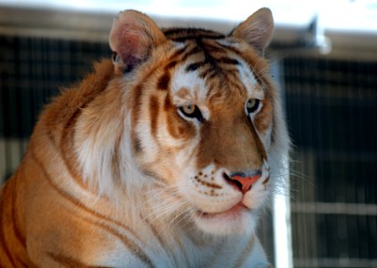 Orange Bengal Tiger 5 photo