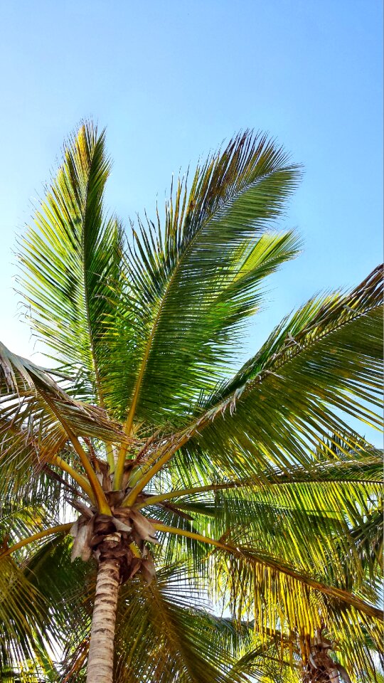 Palme palm coconuts photo