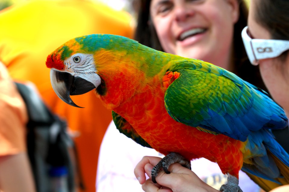 Parrot on hand side