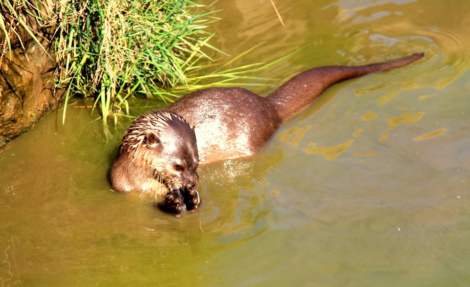 Short Claw Otter
