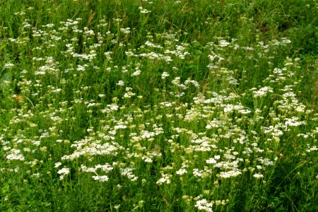 milfoil