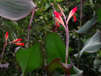 Tropical exotic nature