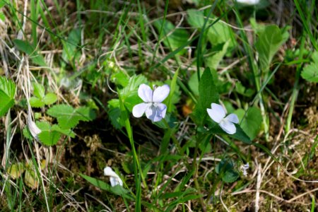 Nature