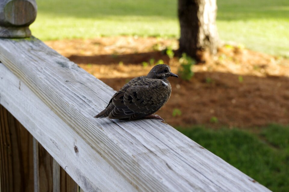 Baby dove season spring