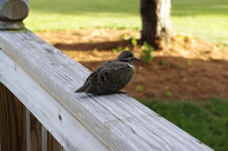 Baby dove season spring