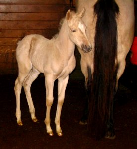 Palomino colt standing by his mother from front-right photo