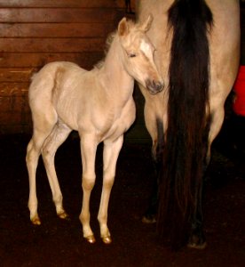 Palomino colt standing by his mother from front-right