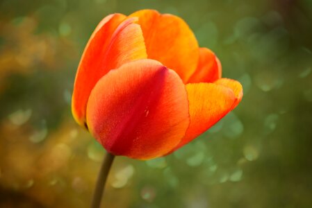 Bloom orange red schnittblume photo