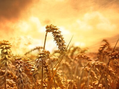 Wheat field sunset lighting photo