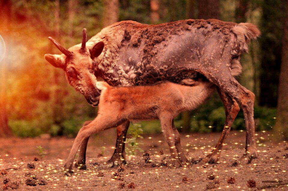 Young animal suckle forest