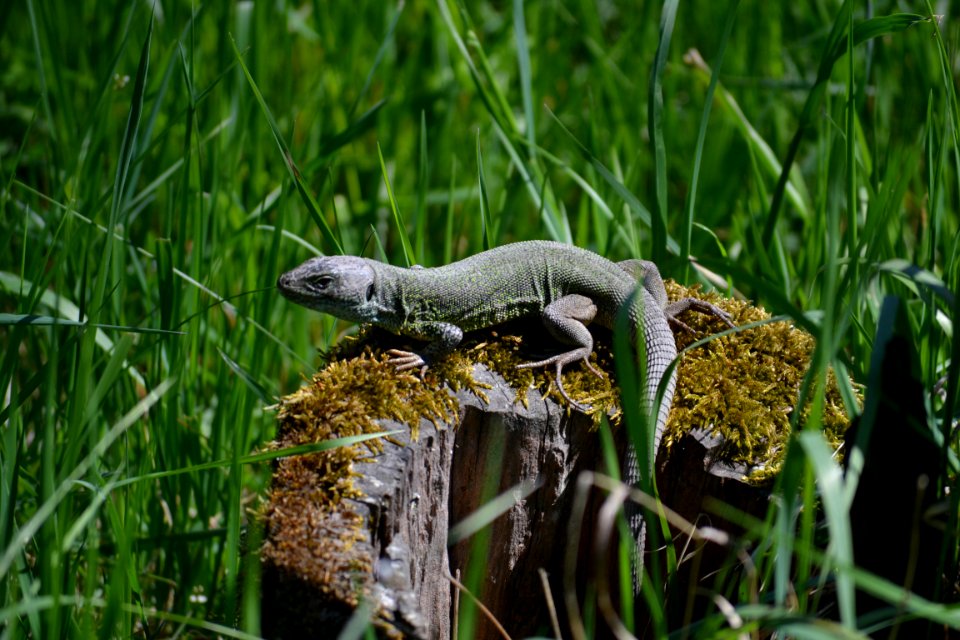 Lizard