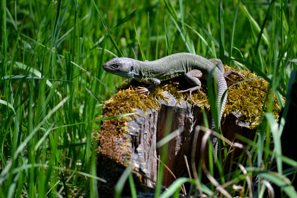 Lizard