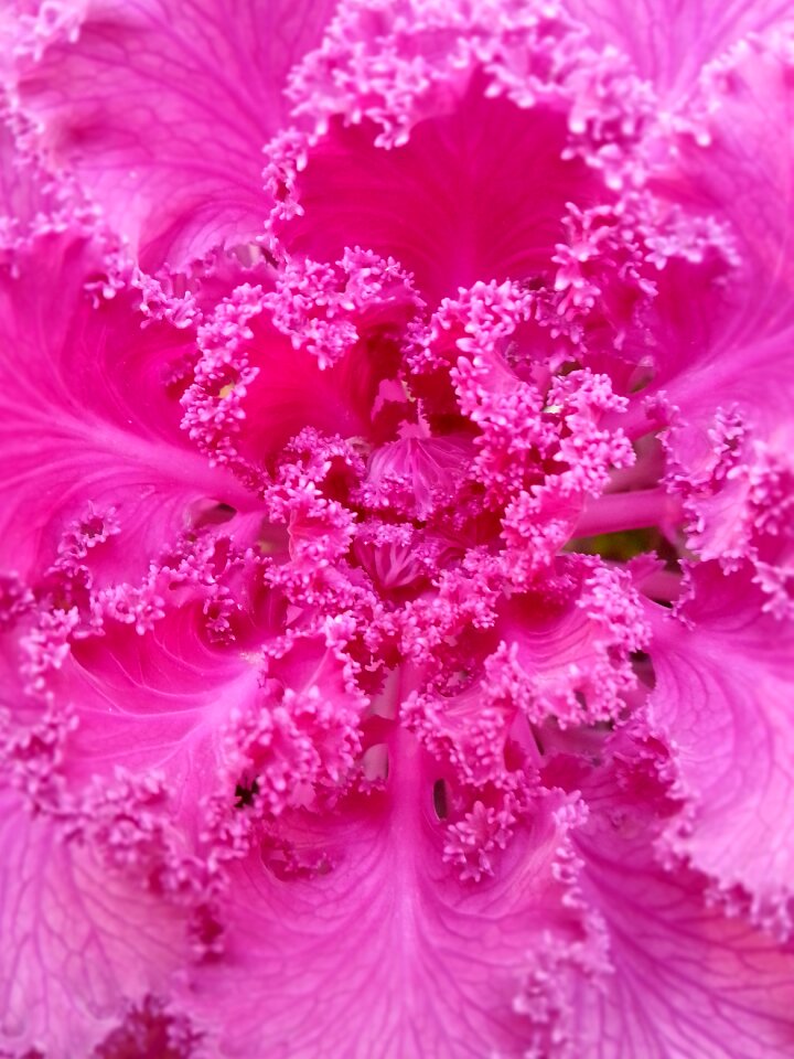 Color garden botanical