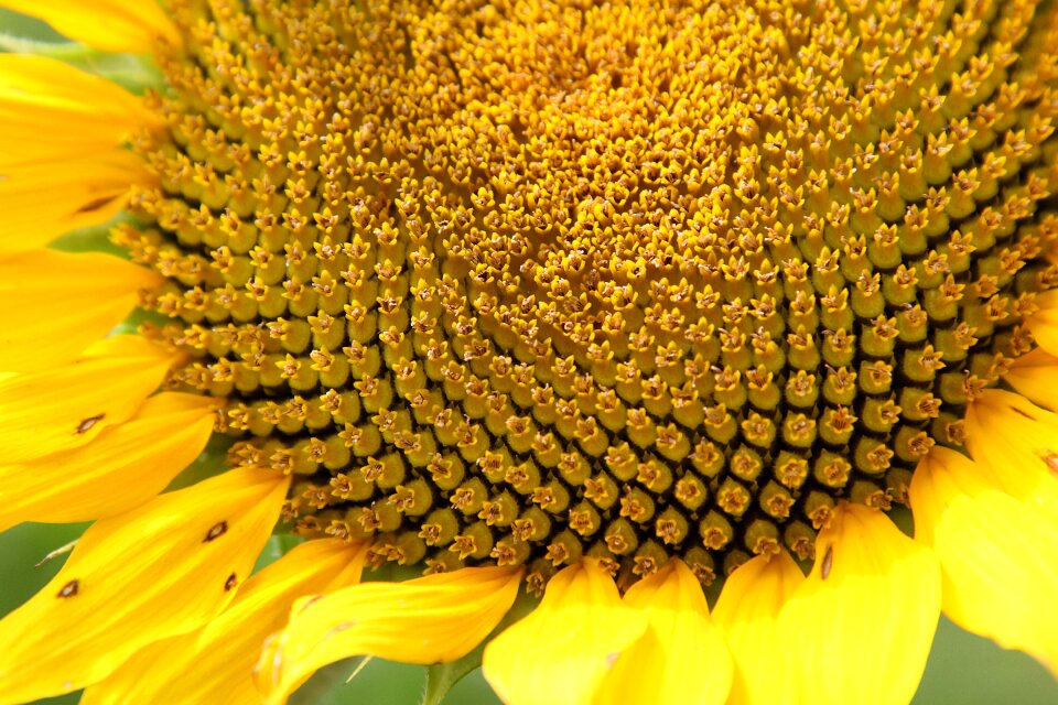Bloom blooming plant