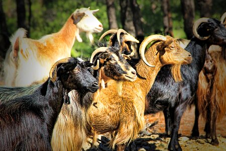 Fur horns domestic goat photo