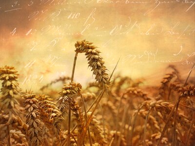 Cereals grain cornfield
