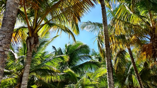 Palme palm coconuts