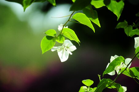 Nature photos wonderful nature beauty flowers image