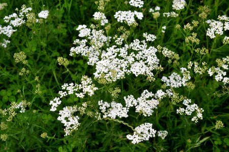 milfoil