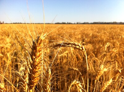 For harvest 3