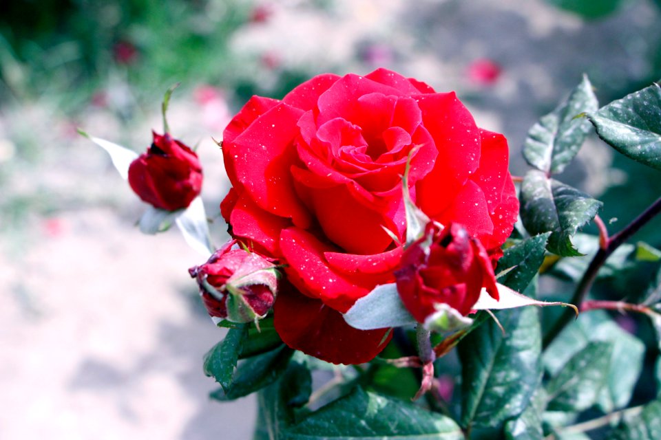 Red Rose