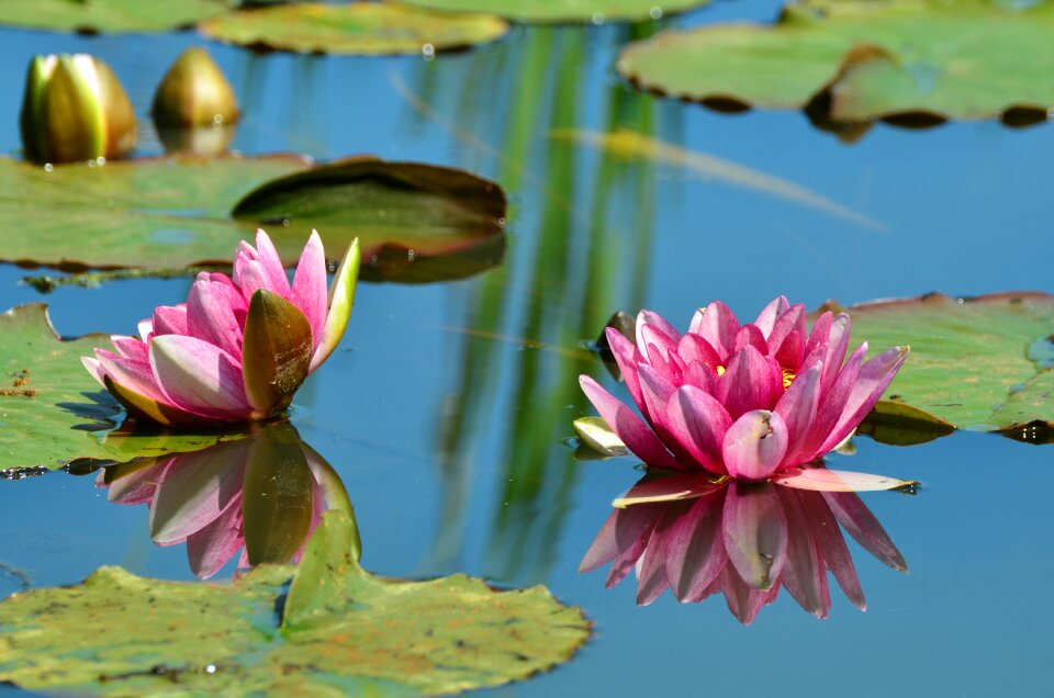 Nuphar lutea pond plant blossom