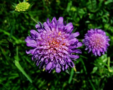 Bluish-purple flower meadow wildflower nature photo