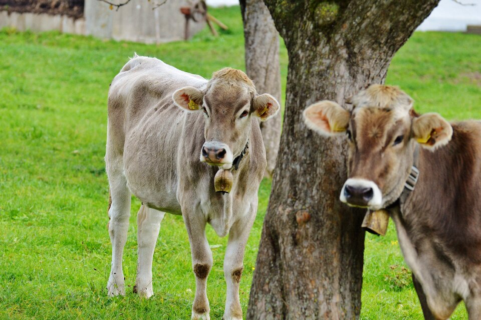 Cute ruminant dairy cattle