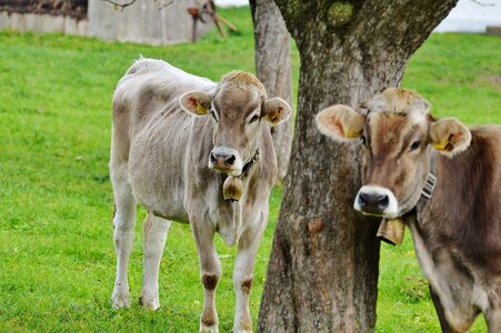 Cute ruminant dairy cattle