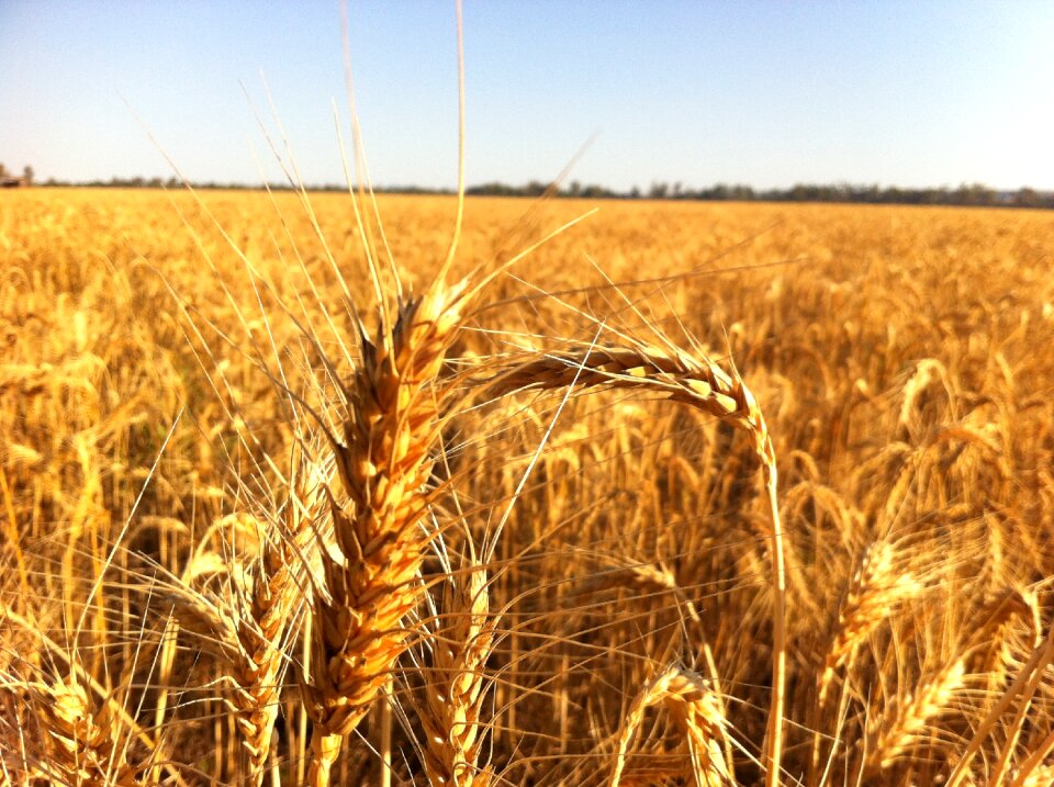 For harvest 4