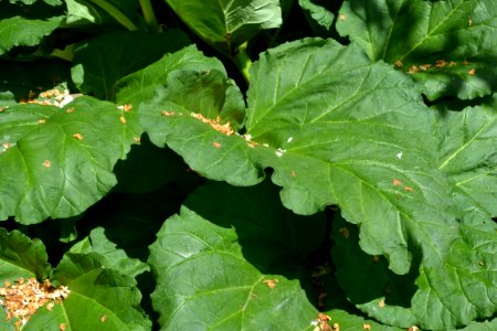 rhubarb