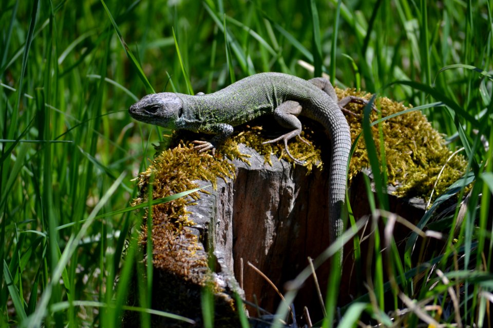 Lizard