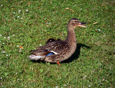 Water bird female excitation