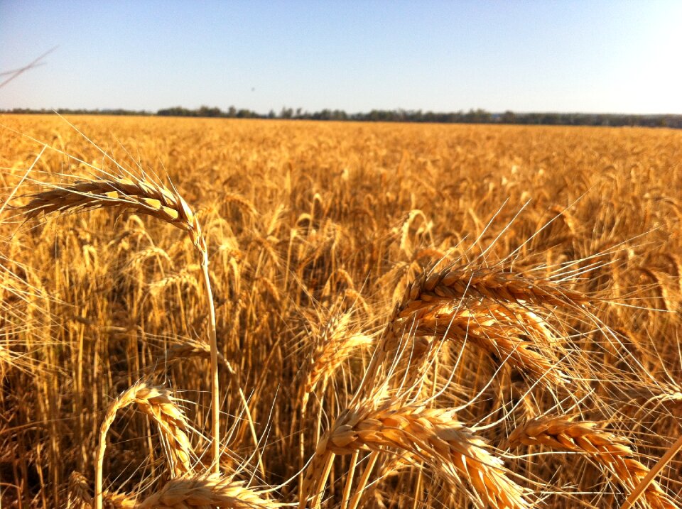 For harvest 5