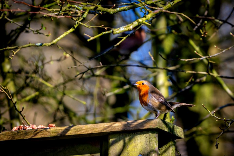 Garden Birds (1 of 3)