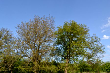 walnut tree