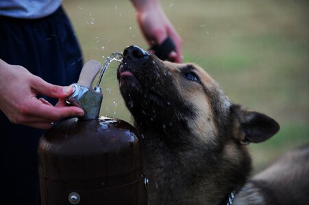 Fountain canine cute