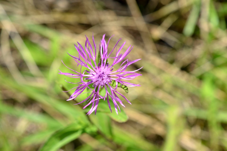 flower photo