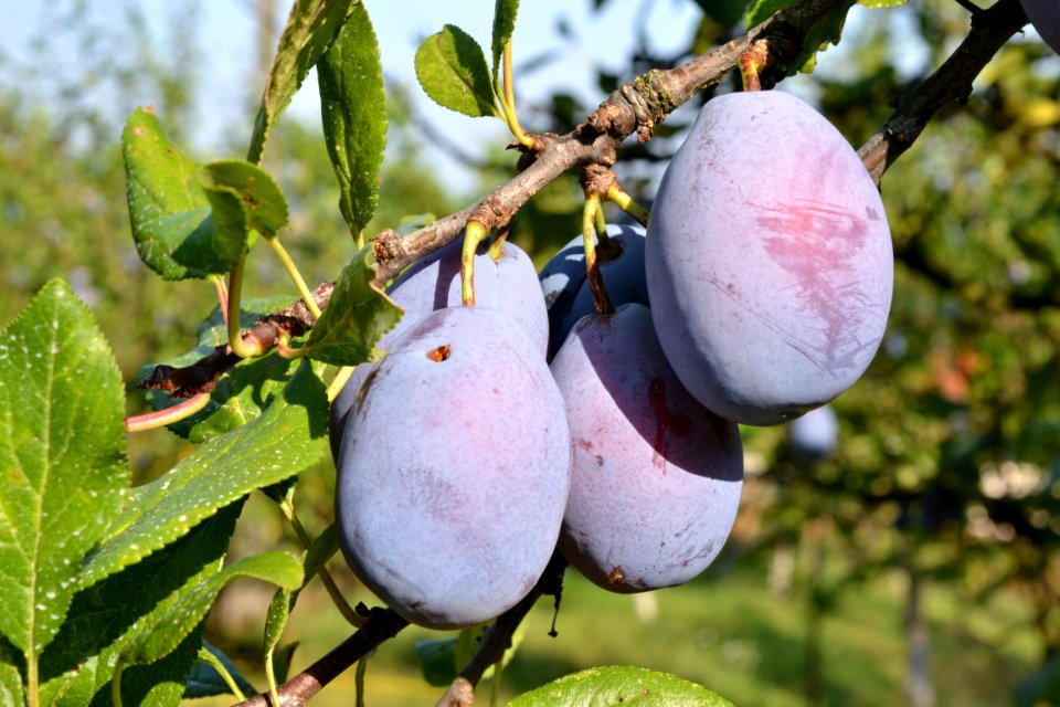 plums