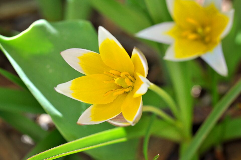 Blossom bloom spring flower