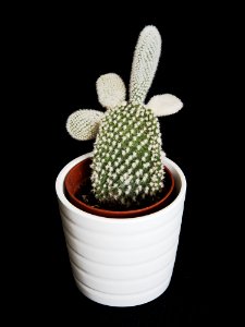 Cactus. With Attitude. photo