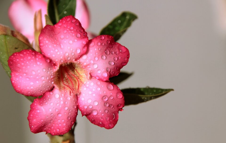 Rain adenium flowering