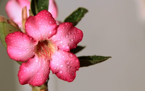 Rain adenium flowering photo