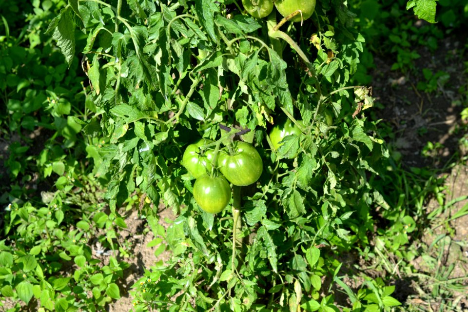 green tomatoes