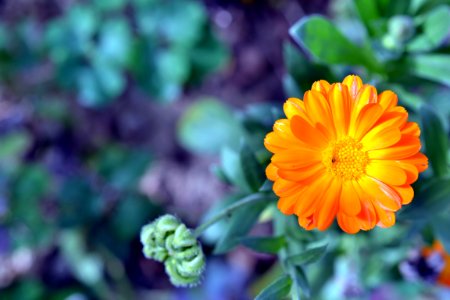 marigold photo