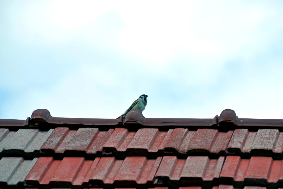 sparrow