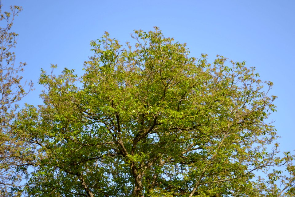 walnut tree
