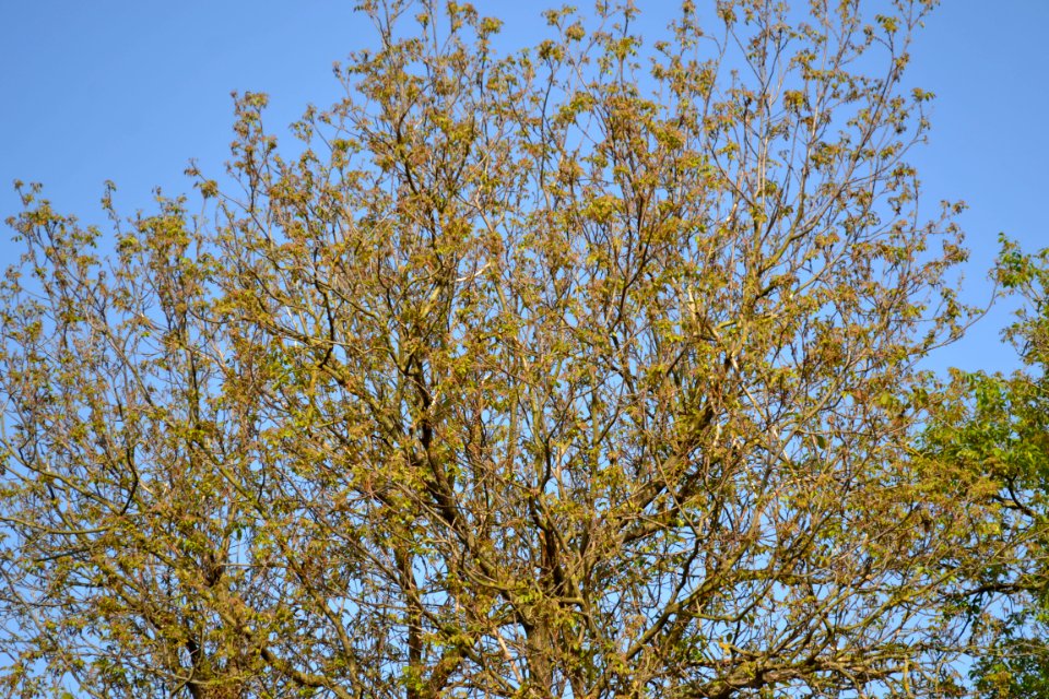 walnut tree
