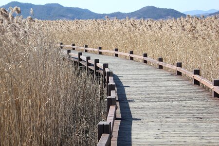Wooden path heeled is nature